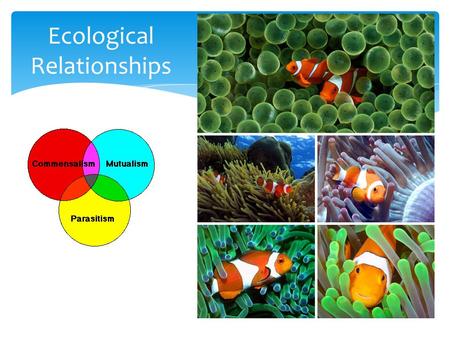 Ecological Relationships. Important Vocabulary 1.Biotic Factors: living things 2.Abiotic Factors: nonliving, physical things such as: a.Temperature, sunlight,