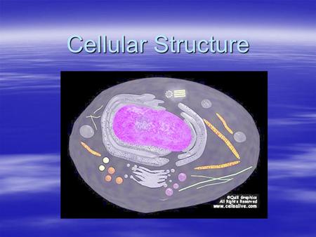 Cellular Structure. Nucleus  The control center of the cell (metabolism, protein synthesis)