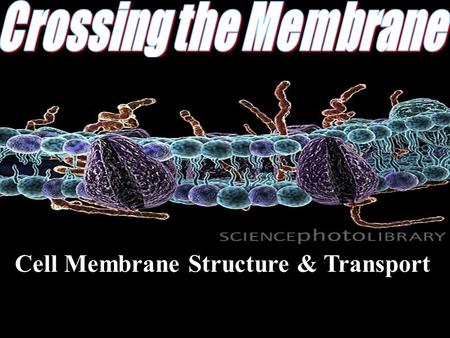 Cell Membrane Structure & Transport. All cells need to exchange substances like food, water, and nutrients with their environment Cell membranes accomplish.