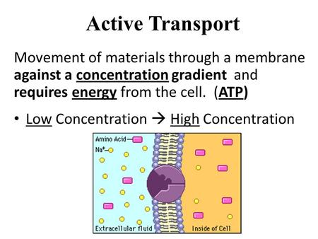 Active Transport Movement of materials through a membrane against a concentration gradient and requires energy from the cell. (ATP) Low Concentration.