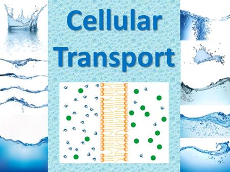 Cellular Transport. A. Moving Materials Into and out of Cells Cell membranes help organisms maintain homeostasis by controlling what substances may enter.