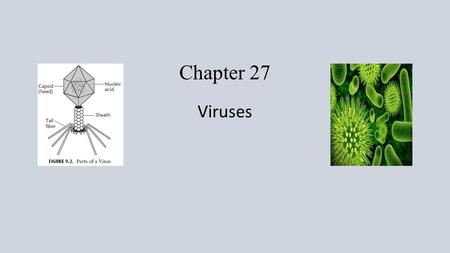 Chapter 27 Viruses. 27.1 The Nature of Viruses Viruses possess only a portion of the properties of organisms. Parasitic chemicals (segments of DNA of.