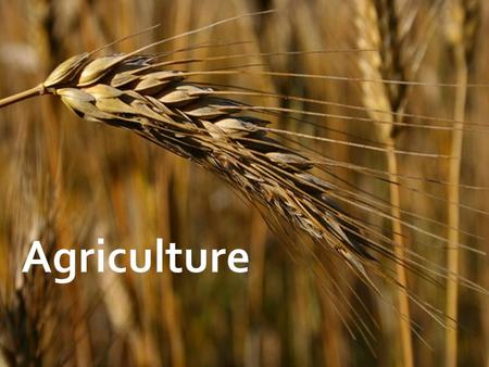  How did people obtain food before agriculture?