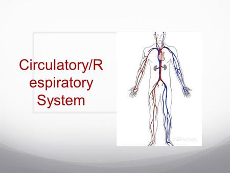 Circulatory/R espiratory System. What makes up the circulatory system? Heart Blood Blood Vessels Function: Transportation system by which oxygen and nutrients.