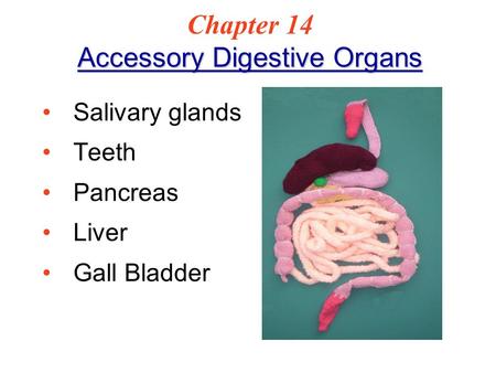 Chapter 14 Accessory Digestive Organs