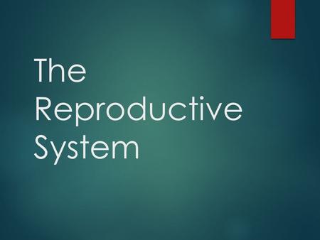 The Reproductive System. Organs of the Male Reproductive System  Penis  Urethra  Vas Deferens  Scrotum  Testes  Bladder* *Not a part of the reproductive.
