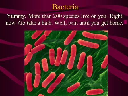 Bacteria Yummy. More than 200 species live on you. Right now. Go take a bath. Well, wait until you get home.