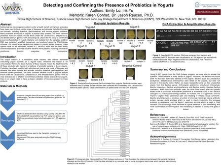 Detecting and Confirming the Presence of Probiotics in Yogurts Authors: Emily Lo, Iris Yu Mentors: Karen Conrad, Dr. Jason Rauceo, Ph.D. Bronx High School.