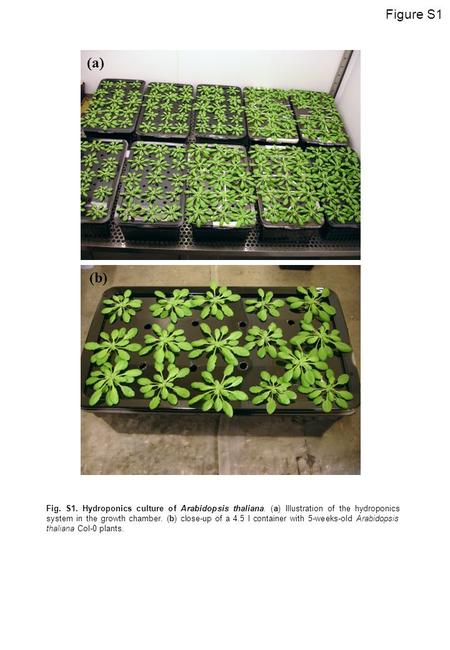 Figure S1 (a) (b) Fig. S1. Hydroponics culture of Arabidopsis thaliana. (a) Illustration of the hydroponics system in the growth chamber. (b) close-up.
