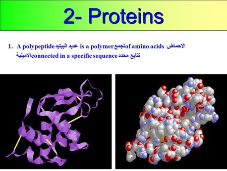 1 2- Proteins 1.A polypeptide عديد الببتيد is a polymer تجمع of amino acids الاحماض الامينية connected in a specific sequence تتابع محدد.