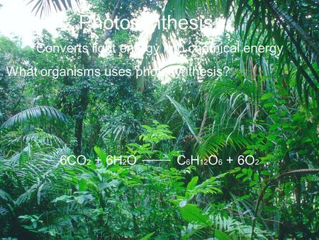 Photosynthesis Converts light energy into chemical energy What organisms uses photosynthesis? 6CO 2 + 6H 2 O C 6 H 12 O 6 + 6O 2.
