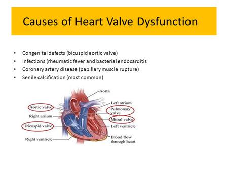 Causes of Heart Valve Dysfunction Congenital defects (bicuspid aortic valve) Infections (rheumatic fever and bacterial endocarditis Coronary artery disease.