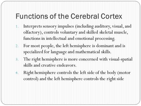 Functions of the Cerebral Cortex 1. Interprets sensory impulses (including auditory, visual, and olfactory), controls voluntary and skilled skeletal muscle,
