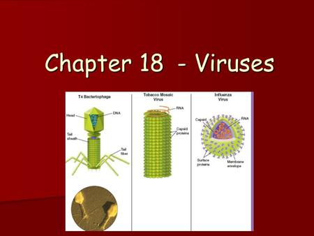 Chapter 18 - Viruses. Structure A virus is a non-living particle A virus is a non-living particle Composed of DNA or RNA and a protein coat Composed of.
