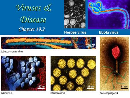 Viruses & Disease Chapter 19.2 Herpes virusEbola virus.