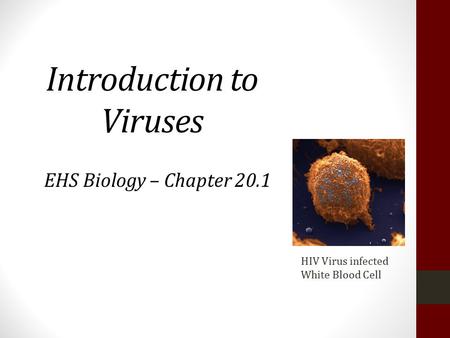 18.2 Viral Structure and Reproduction Introduction to Viruses EHS Biology – Chapter 20.1 HIV Virus infected White Blood Cell.