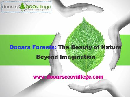 Dooars Forests: The Beauty of Nature www.dooarsecoviillege.com Beyond Imagination.