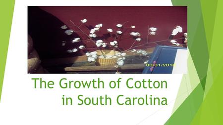 The Growth of Cotton in South Carolina. Growing Cotton  In the United States, there are 17 cotton growing states and South Carolina is one of them. 