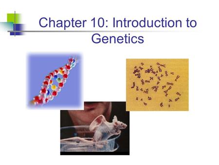 Chapter 10: Introduction to Genetics 2 Intro to Genetics Genetics: study of Heredity, or the passing of characteristics from parents to offspring. Traits: