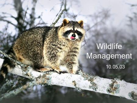 10.05.03 Wildlife Management. Benefits to Humans Hunting/Fishing Viewing Photography Environmental Indicator.