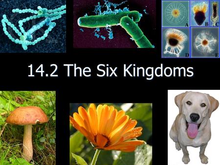 14.2 The Six Kingdoms. Three main characteristics that distinguish the members of each kingdom a. Cellular type (complex or simple) b. Their ability to.
