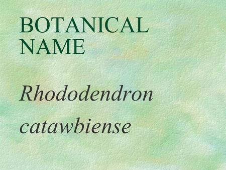BOTANICAL NAME Rhododendron catawbiense PRONUNCIATION row - doe - DEN - dron cah - taw - bee -EN-see.