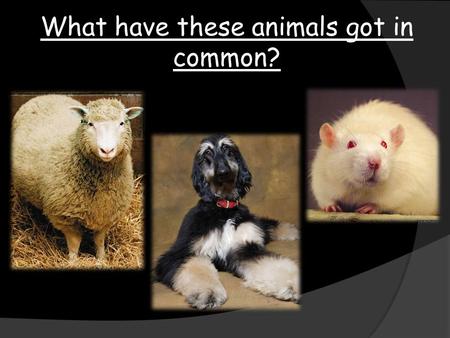 What have these animals got in common?. To further our knowledge of reproduction 22 June 2016 Title - Reproduction Class work.