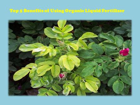 Top 5 Benefits of Using Organic Liquid Fertilizer.