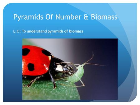 Pyramids Of Number & Biomass L.O: To understand pyramids of biomass.