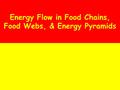 Energy Flow in Food Chains, Food Webs, & Energy Pyramids.