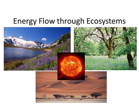 Energy Flow through Ecosystems. Qn What does the arrow show us?