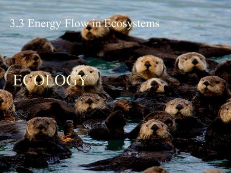 3.3 Energy Flow in Ecosystems. POINT > Identify ways we conceptualize energy flow through ecosystems POINT > Describe food chains POINT > Describe food.