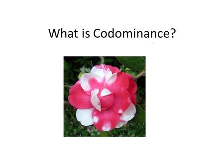 What is Codominance?.
