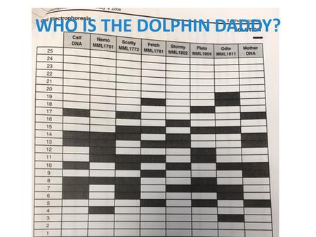 WHO IS THE DOLPHIN DADDY?. Catalyst 1.What is an inheritance? What do you think the term “genetic inheritance” means? 2.How does this differ from a mutation?