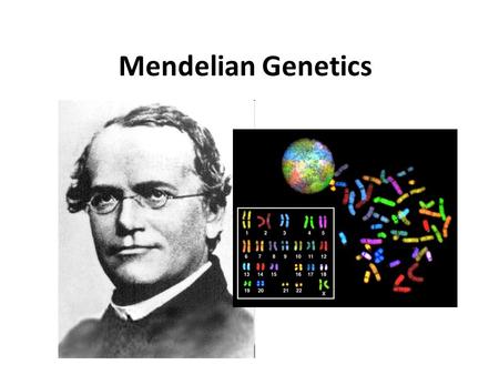 Mendelian Genetics. Part A: Mendel and Genetics Basics.
