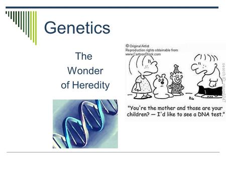Genetics The Wonder of Heredity. What is Genetics?  Genetics is the study of heredity  Heredity is the passing of traits from parents to offspring 