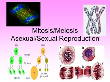 Mitosis/Meiosis Asexual/Sexual Reproduction. Cell Growth Types of Reproduction- –Asexual Reproduction- One parent produces an offspring and it is identical.