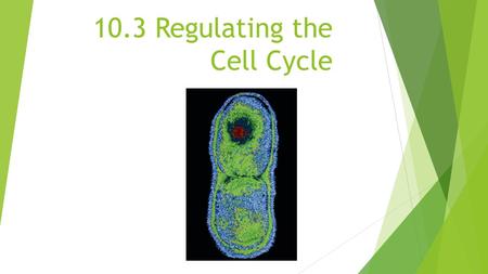 10.3 Regulating the Cell Cycle. 2 Which of the cells depicted in the line graph below are most likely cancerous?