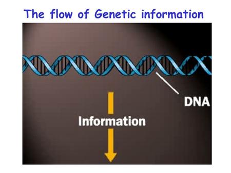 The flow of Genetic information. DNA Replication  DNA is a double-helical molecule  Watson and Crick Predicted Semi-conservative Replication of DNA.