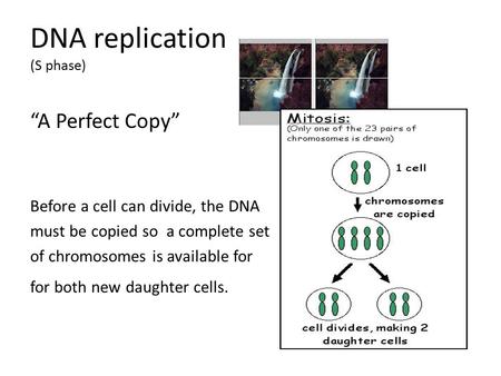 DNA replication (S phase) “A Perfect Copy” Before a cell can divide, the DNA must be copied so a complete set of chromosomes is available for for both.