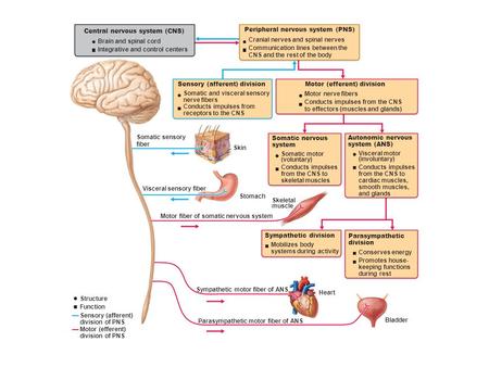 Central nervous system (CNS)