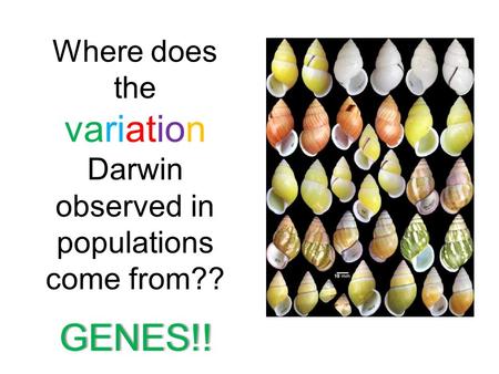 Where does the variation Darwin observed in populations come from?? GENES!!