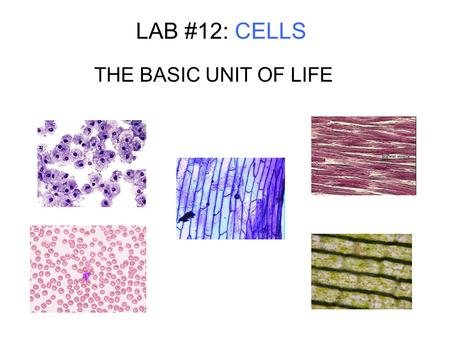 LAB #12: CELLS THE BASIC UNIT OF LIFE.