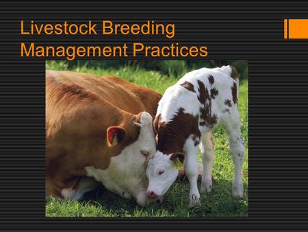 Livestock Breeding Management Practices. Reproduction  Sexual reproduction involves both male of female animals.  Fertilisation = when a sperm from.