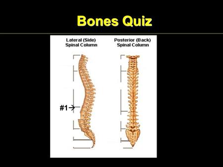 Bones Quiz #1 . Bones Quiz #2  Bones Quiz #3 