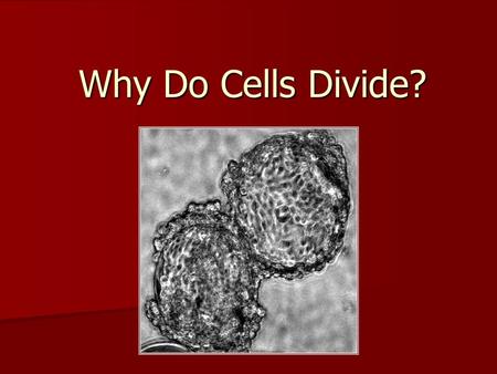 Why Do Cells Divide?. Why Do Cells Divide? 1. Surface area to volume ratio Efficiency of moving materials into the cell Efficiency of moving materials.