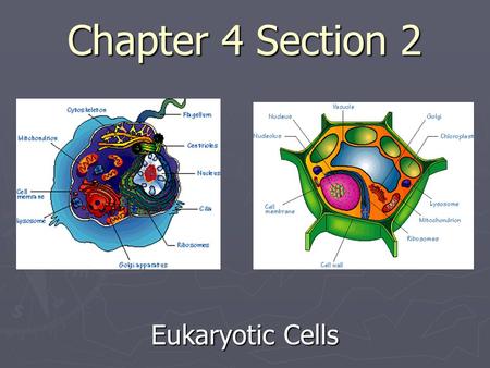 Chapter 4 Section 2 Eukaryotic Cells.