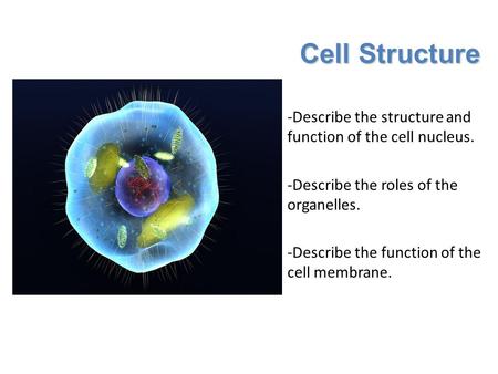 Cell Structure -Describe the structure and function of the cell nucleus. -Describe the roles of the organelles. -Describe the function of the cell membrane.