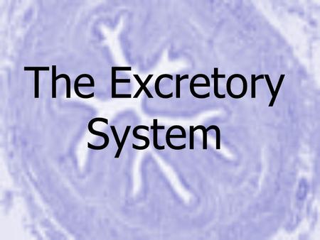 The Excretory System. Excretory System Why do our bodies need to filter waste from the body? – –Maintain homeostasis – –Removal of harmful materials –