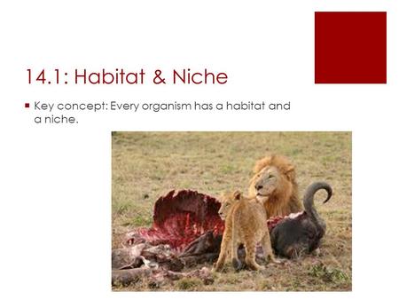 14.1: Habitat & Niche  Key concept: Every organism has a habitat and a niche.